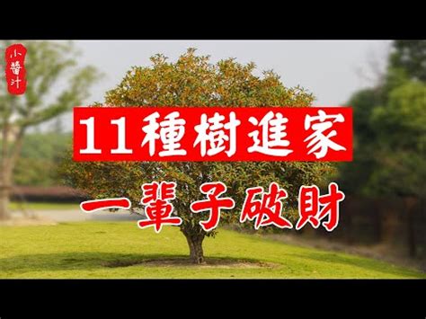 桂花風水|種桂花風水：何時最旺財？